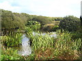 One of the ponds at Sweet Water Trout Farm