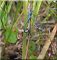 Scarce Emerald Damselflies in cop