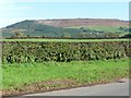 Flat-topped hedge, flat-topped hill