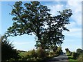 Roadside tree