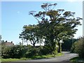 Roadside tree