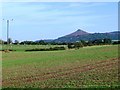 Vehicle tracks across a field