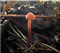 Translucent toadstool