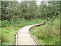 Walkway across muddy ground, Malpas nature walk