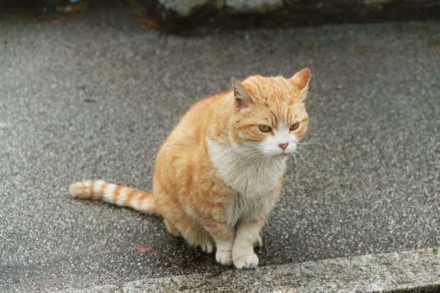 Ceasar - Kirkcudbright town cat (1990-2004)