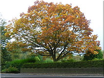 NT0573 : Autumnal tree at Ecclesmachan by kim traynor