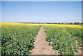 Footpath to Lower Halstow