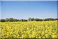 Oilseed Rape