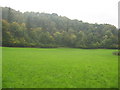 Woods and meadow at Blagdon Coombe