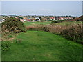 Shrubbery near Seaford Head Golf Course