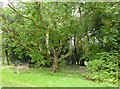 Beech tree in the paddock, Walmer Castle