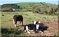 Cattle on the floor of the Llaniestyn gorge near Capel Rehoboth