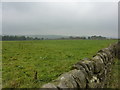 Wall, field and woodland edge