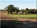 Part of a bridleway, northeast of Belchamp Walter