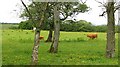 Cattle, Lochend