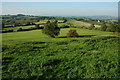 Farmland north of Gaer Wood