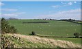 View across the valley floor to grazing sheep at Bronphilip Farm