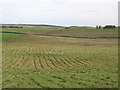 Pastures north of Cawburn Shield