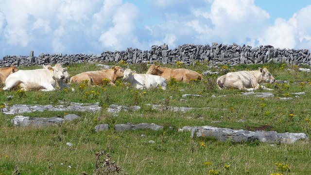 Burren walls near Doolin