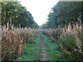 Woodland track in Park Wood