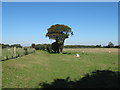 Bridleway to Great Shuttlesfield Road