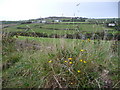 Wild flowers in the hedgerow near St Just