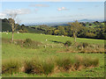 Fields. sheep and hills