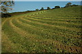 Late silage cut, Llangovan