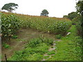 Field of maize