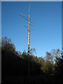 Dead tree in West Wood