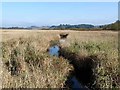 Caw Burn and Greenlee Lough NNR