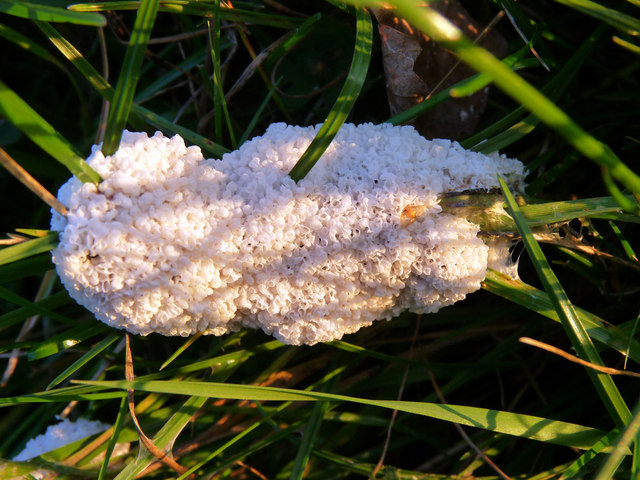 Autumn slime mould species in grassland... © Zorba the Geek cc-by-sa/2. ...