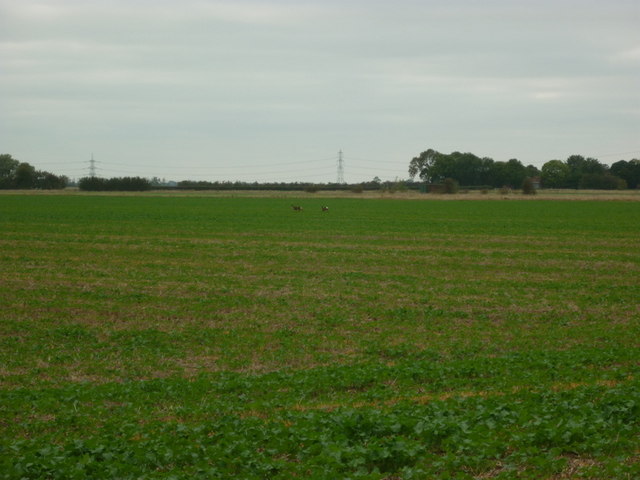 Two deer in the middle of a field