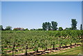 Orchard by the Saxon Shore Way