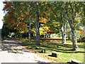 Autumnal Red Oaks at Park Farm