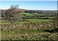 Valley near Sheepstor