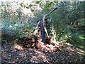 Hollowed out tree trunk in Views Wood