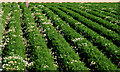 Potato field near Comber (2)