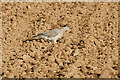 Juvenile Wood Pigeon (Columba palumbus), Burnside Farm, Stanley