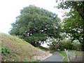 Oak Tree, Malpas to Caerleon cycle route