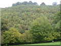 Autumn woods near Cfen-gwyn