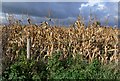 Dried corn field along Lubbesthorpe Bridle Road