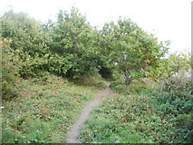 ST3290 : Caerleon: track through woods east of Home Farm Crescent  by Jaggery
