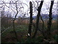 Birch Trees at the Moss of Cree