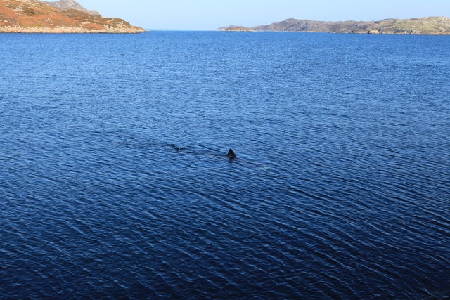 Basking Shark off Rubha Ard Ghlaisen