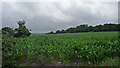 Farmland near Little Langford