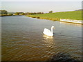 Swan on the Leeds Liverpool Canal