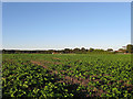 Rookery Plot/Stable Field