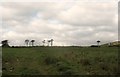 Trees west of the Llithfaen road