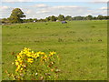 Fields east of Stoke d